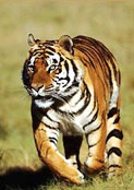 Indian Tiger in Corbett