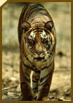 Indian Wildlife Tourism