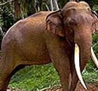 Elephant in South India